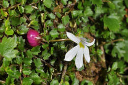 Imagem de Lobelia angulata G. Forst.