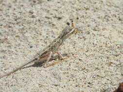 Image of palm leaf fan-throated lizard