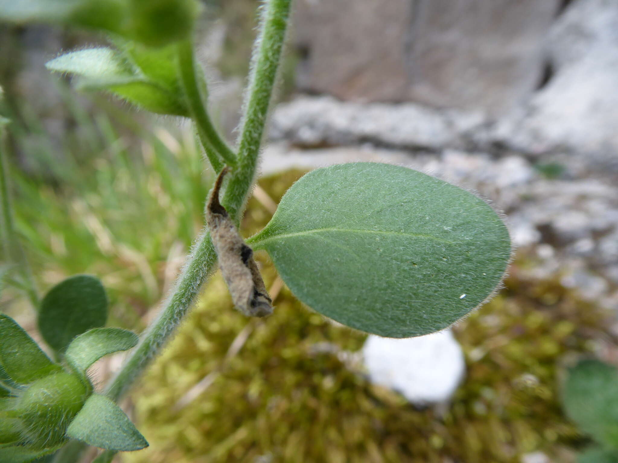 Plancia ëd Antirrhinum molle L.