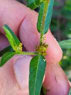 Microstachys corniculata (Vahl) A. Juss. ex Griseb. resmi