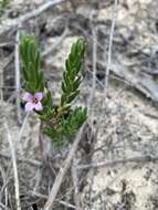 Image of Zieria veronicea (F. Müll.) Benth.