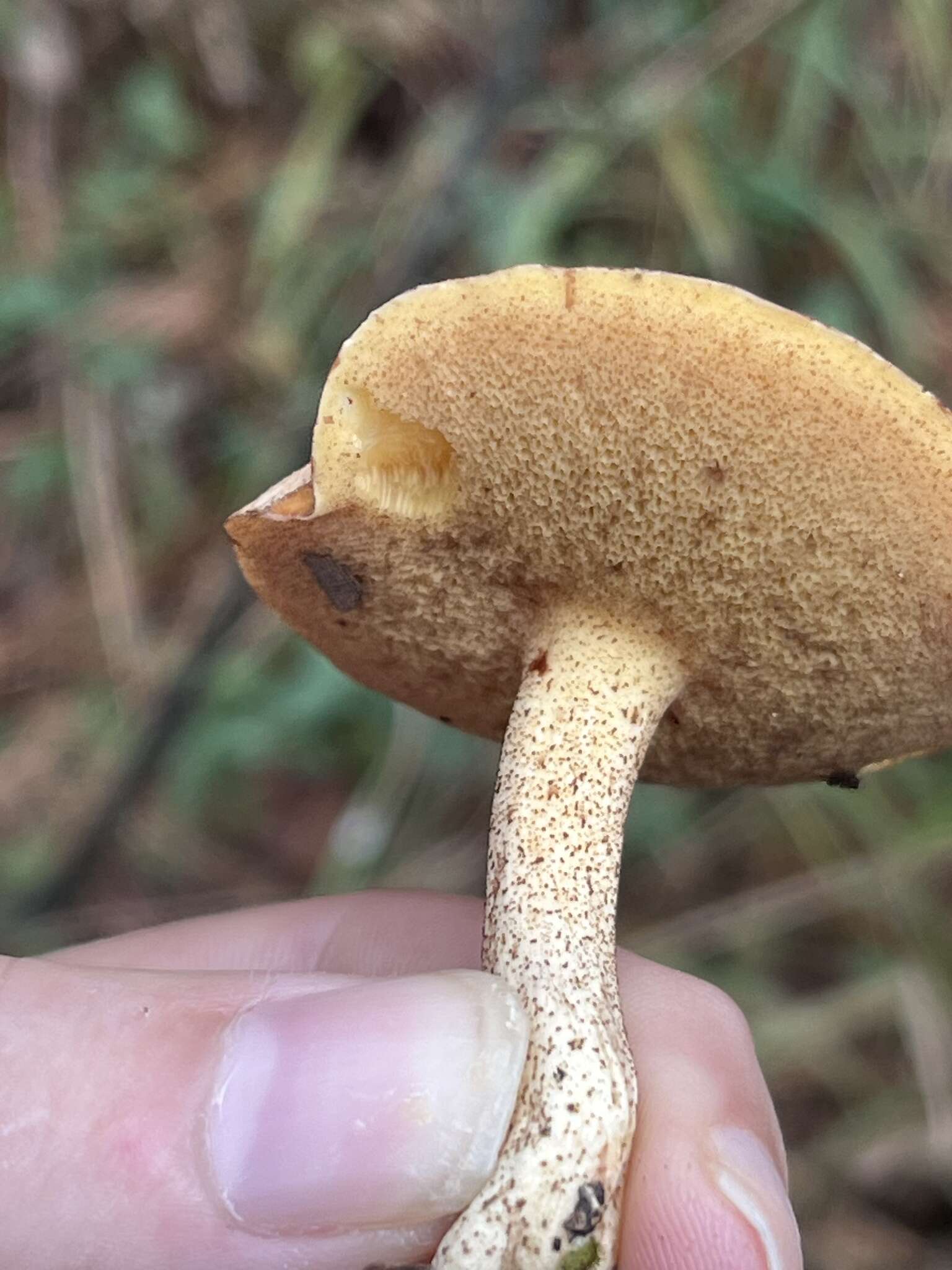 Image of Suillus hirtellus (Peck) Snell 1944