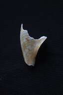 Image of paper fig shell