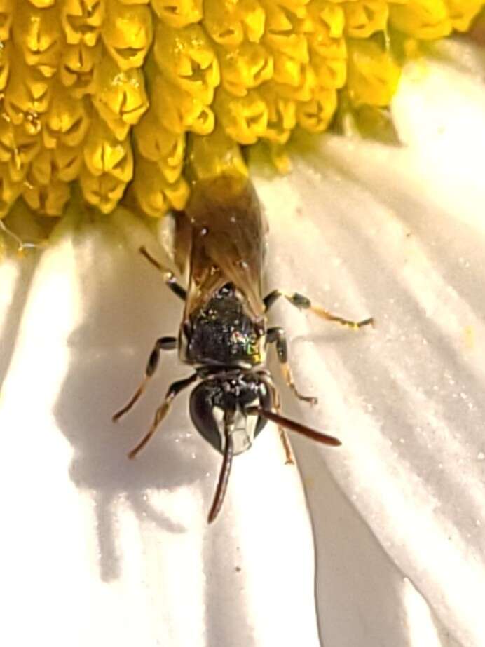 Sivun Hylaeus leptocephalus (Morawitz 1870) kuva