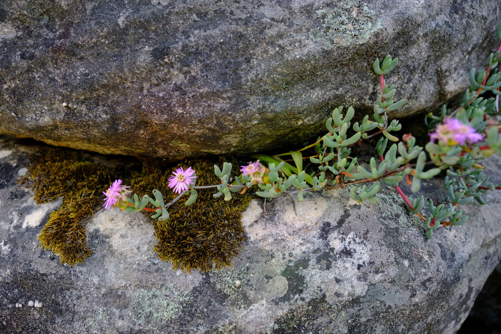 Plancia ëd <i>Oscularia guthrieae</i>