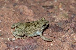 Image of Common Lesser Toad