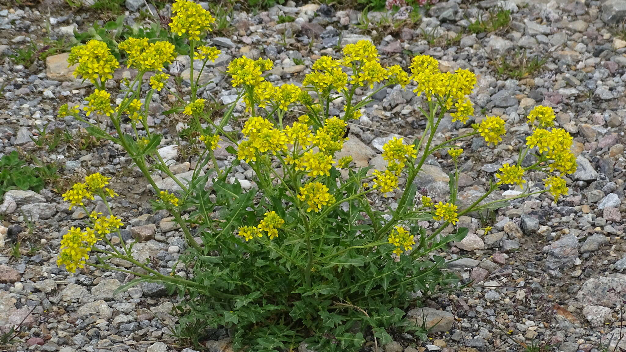 Слика од Sisymbrium austriacum Jacq.