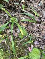 Image of dwarf violet iris