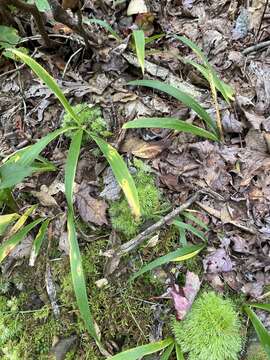 Plancia ëd Iris verna var. smalliana Fernald ex M. E. Edwards