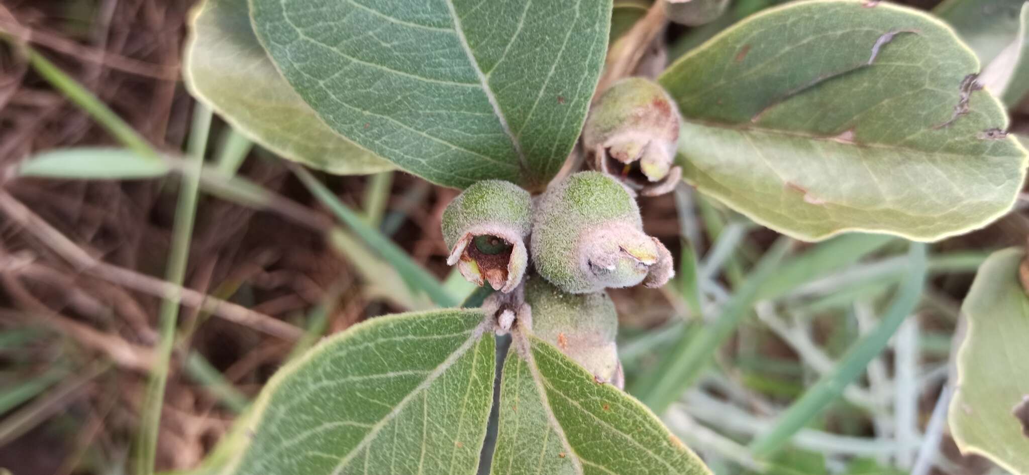 Image of Psidium grandifolium Mart. ex DC.