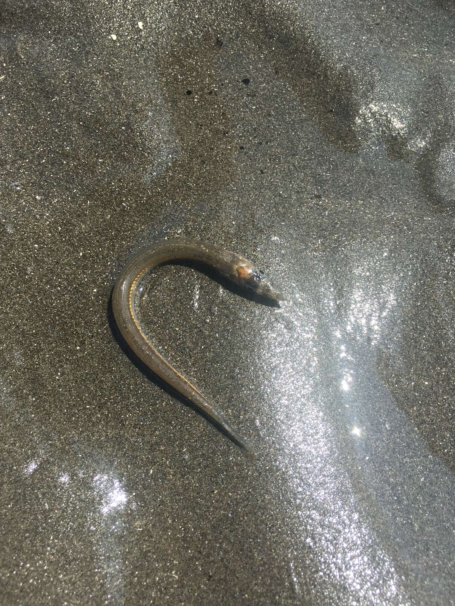 Image of American sand lance