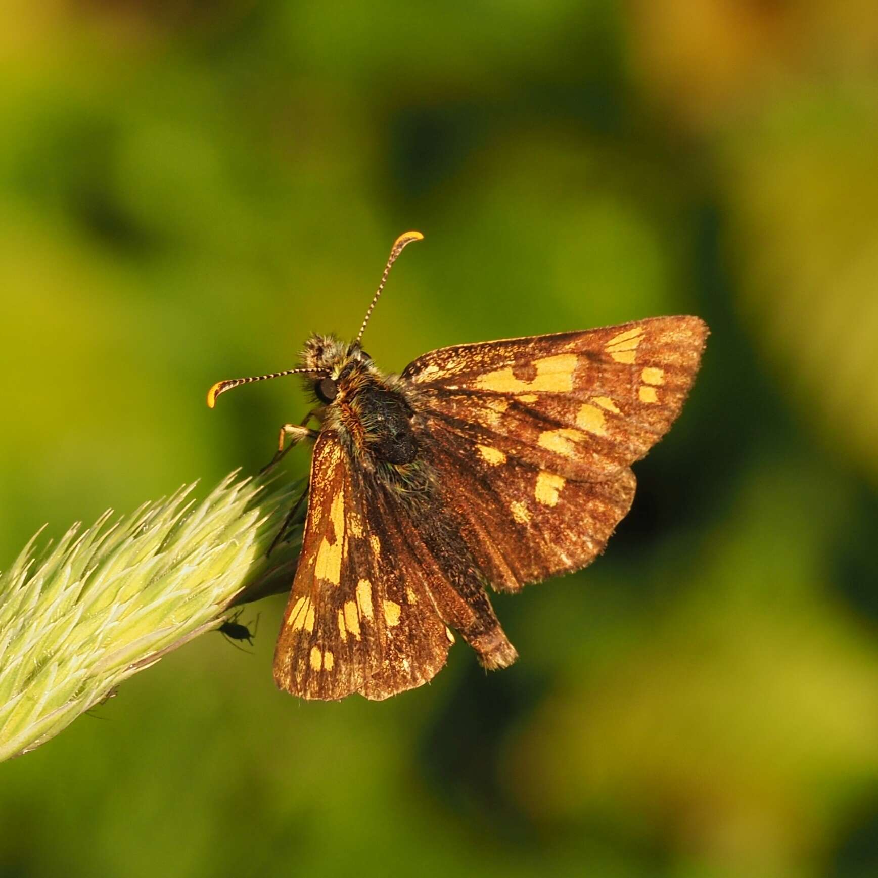 Image of Carterocephalus