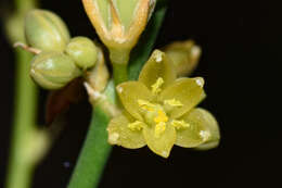 Image of Clara ophiopogonoides Kunth