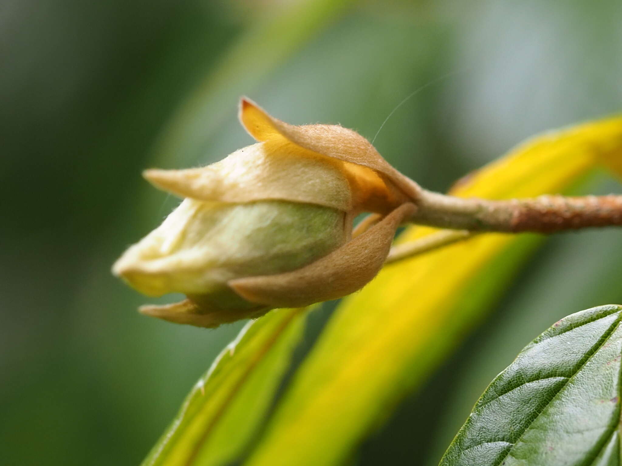 Image of Corylopsis multiflora Hance