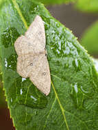 Cyclophora maderensis Bethune-Baker 1891 resmi