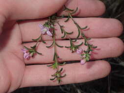 Image of Boronia capitata Benth.