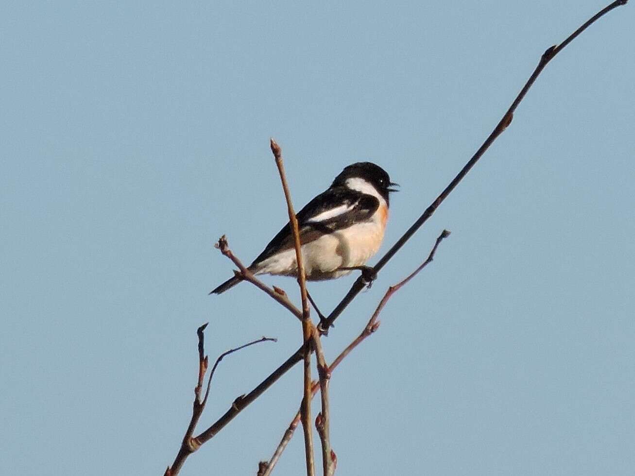 Image of Common Stonechat