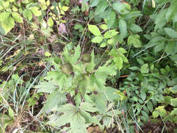 Image of tall thimbleweed