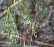 Image of Lomatium caruifolium var. caruifolium