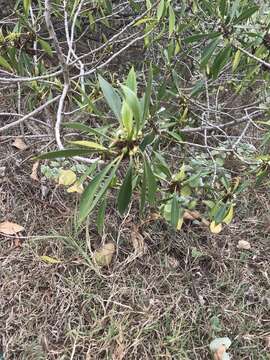 Myoporum sandwicense (A. DC.) Gray resmi