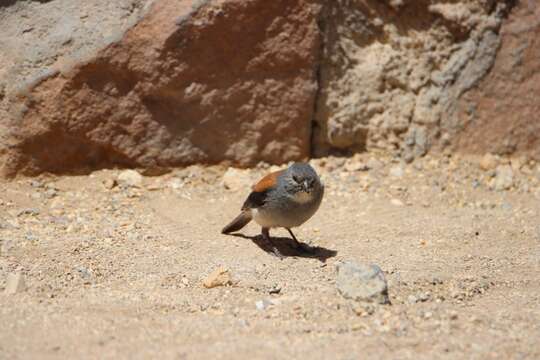 Image of Red-backed Sierra Finch