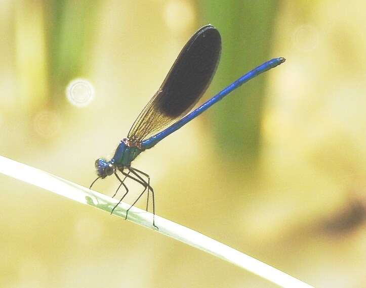 Image of Western Demoiselle