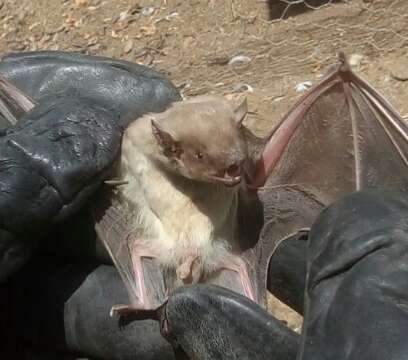 Image of White-bellied House Bat