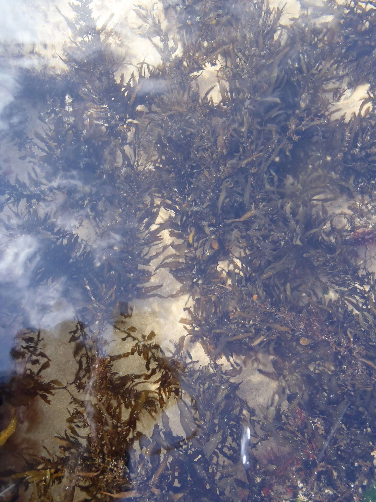 Слика од Sargassum incisifolium