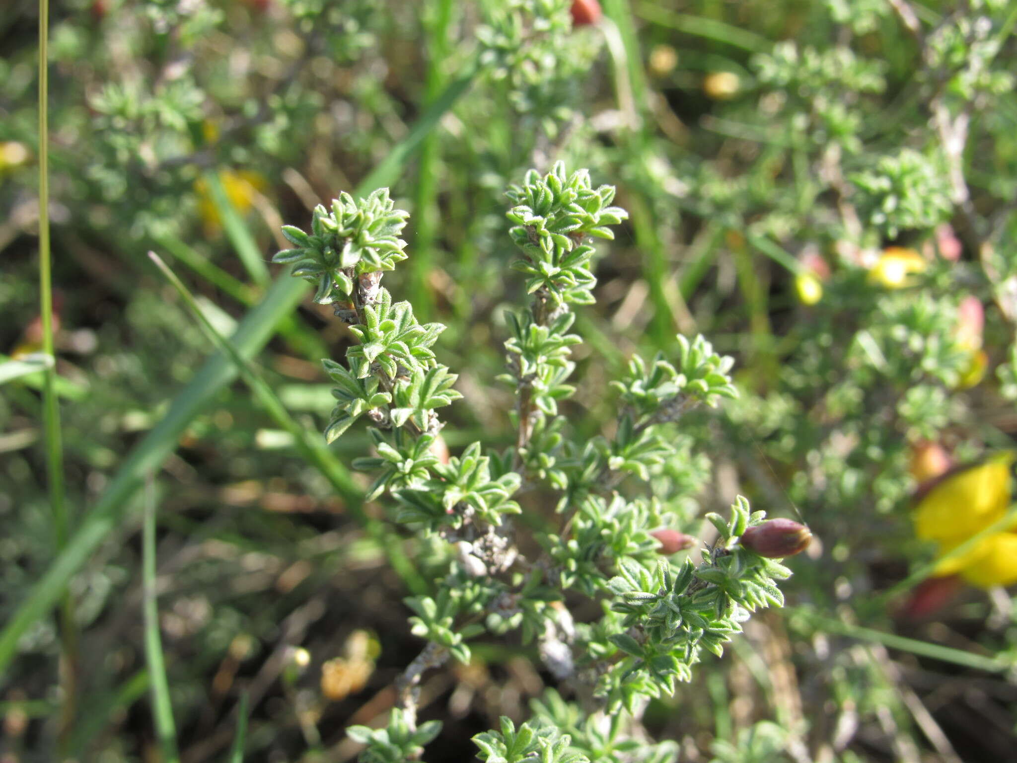 Image of Caragana scythica (Kom.) Pojark.