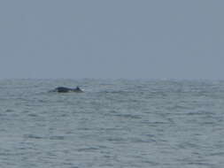 Image of Arnoux's Beaked Whale