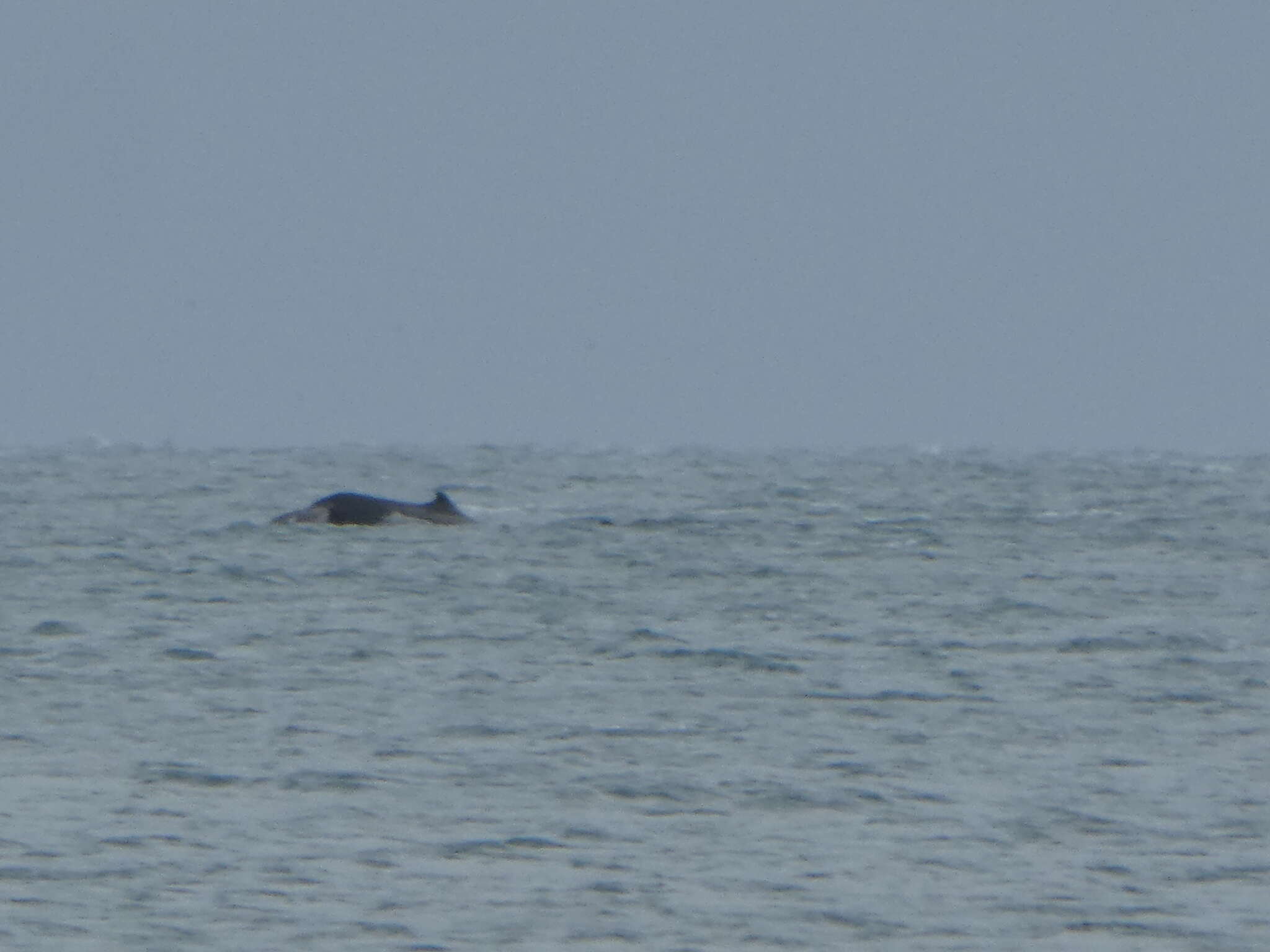 Image of Arnoux's Beaked Whale