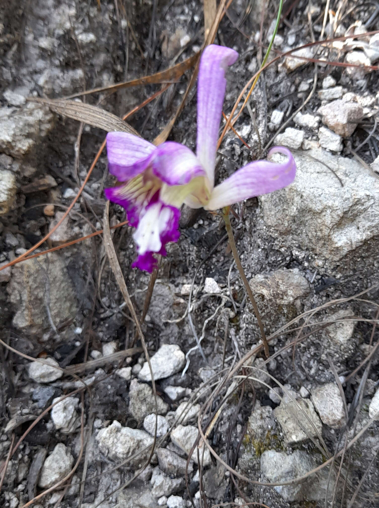 Image of Bletia warfordiana Sosa