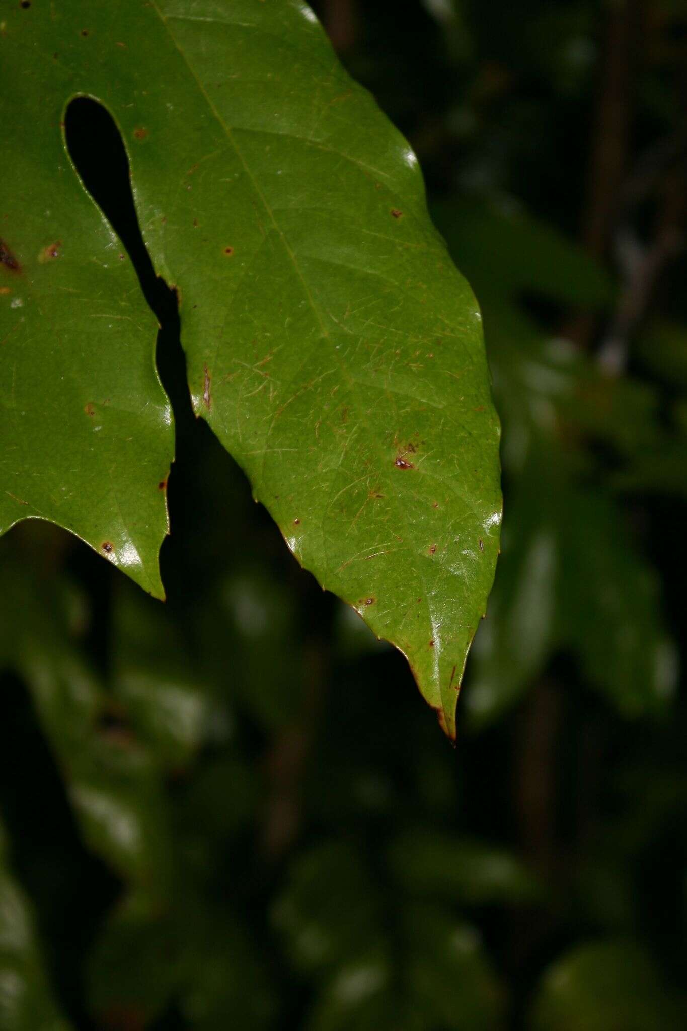 Image of Athertonia diversifolia (C. T. White) L. A. S. Johnson & B. G. Briggs