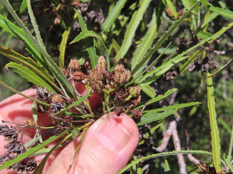 Plancia ëd Vauquelinia corymbosa subsp. angustifolia (Rydb.) W. J. Hess & J. Henrickson