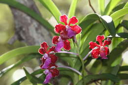 Imagem de Vanda perplexa Motes & D. L. Roberts