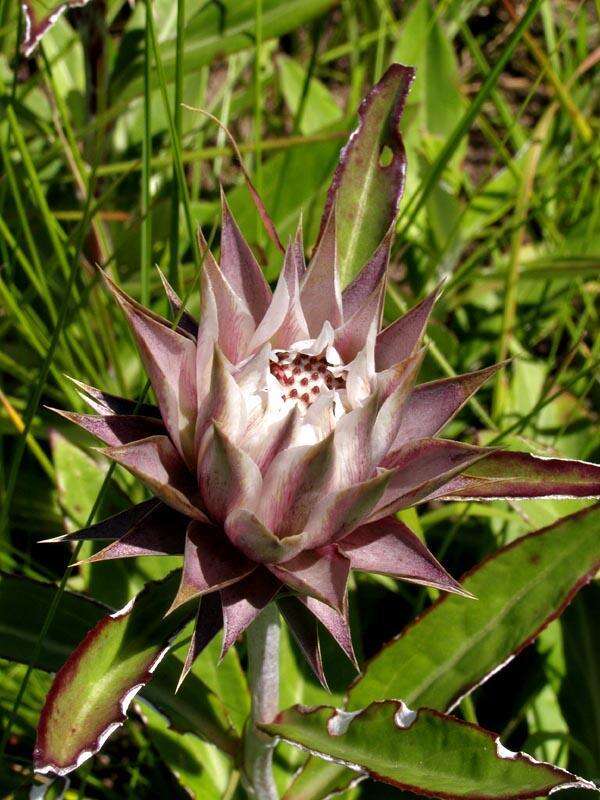 Image of Macledium zeyheri subsp. zeyheri