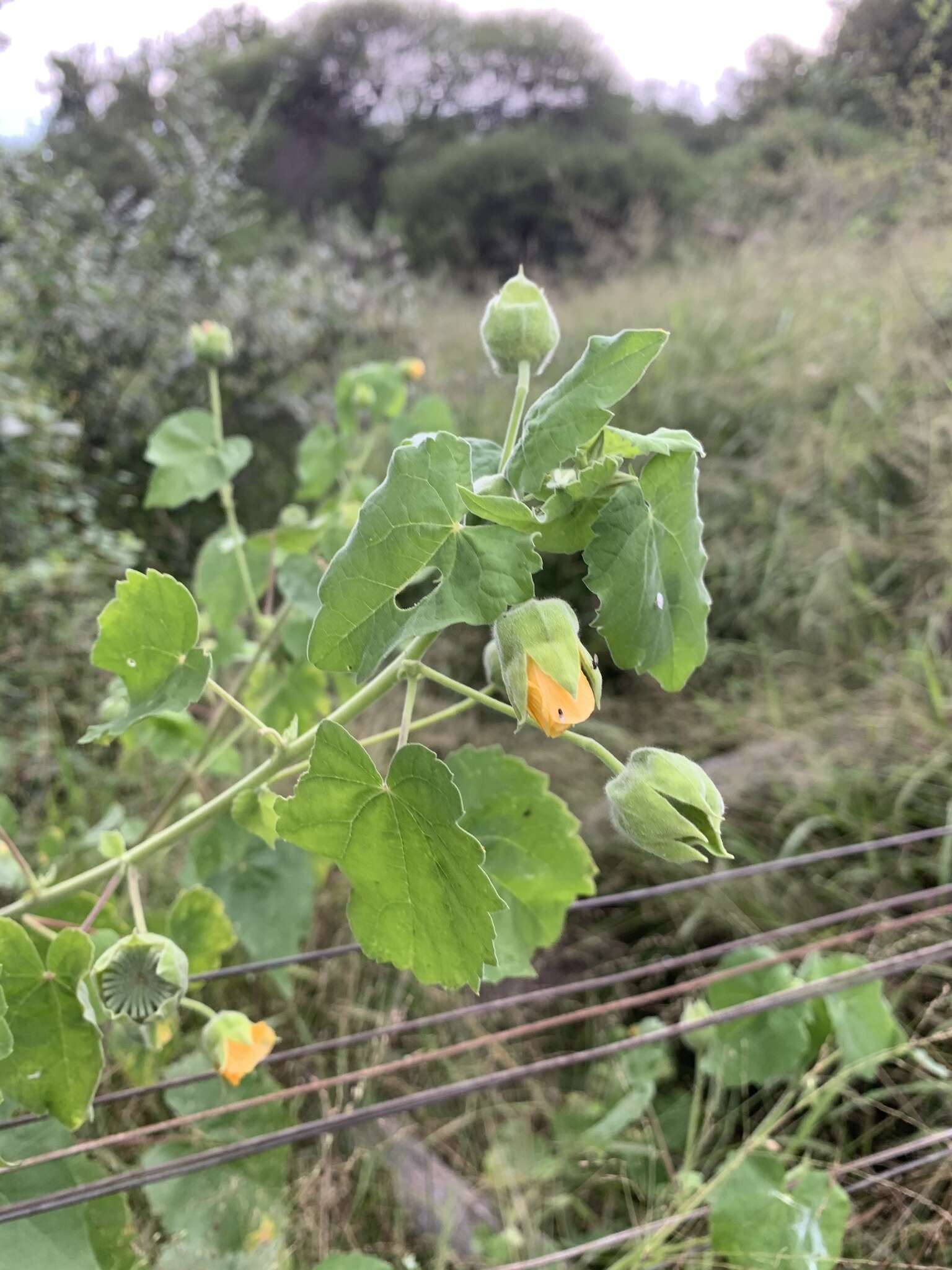 Imagem de Abutilon grandiflorum G. Don