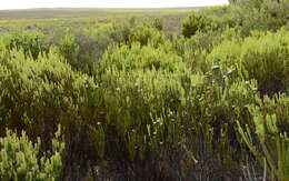 Plancia ëd Leucadendron linifolium (Jacq.) R. Br.