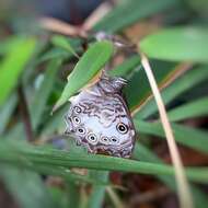 Image of Ptychandra talboti Hobby 1940