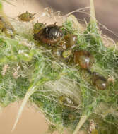 Слика од Brachycaudus (Prunaphis) cardui (Linnaeus 1758)