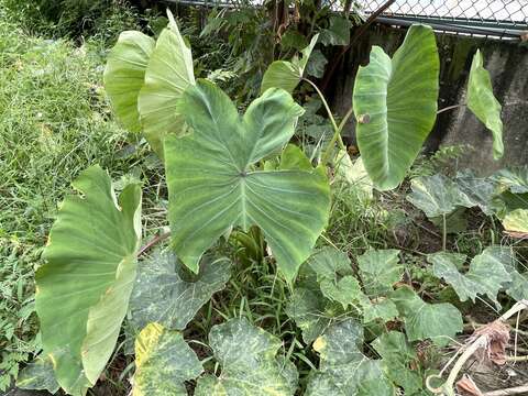 Image of Colocasia esculenta subsp. antiquorum (Schott) C. E. Hubb. & Rehder