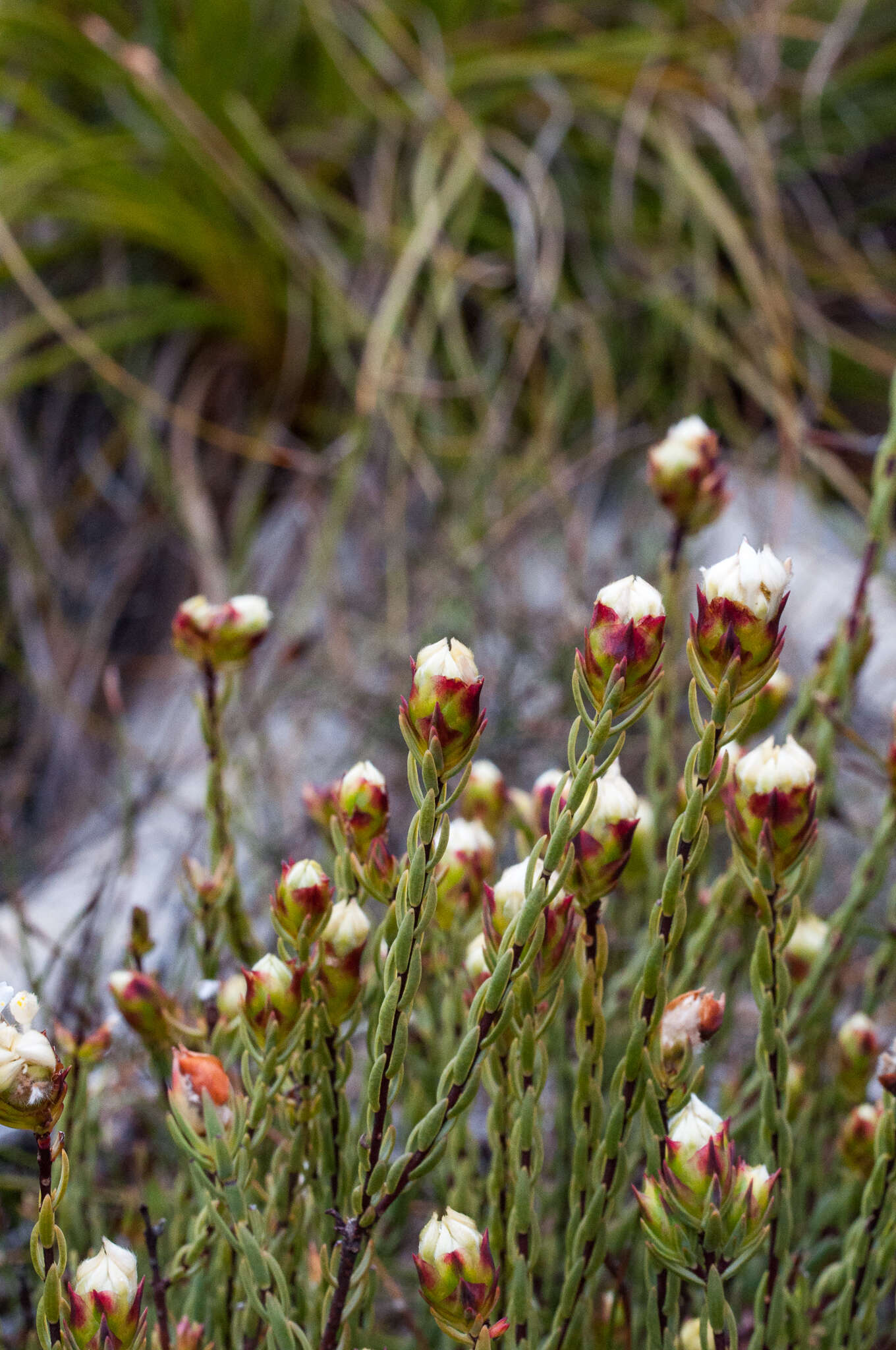 Image of Lachnaea naviculifolia Compton