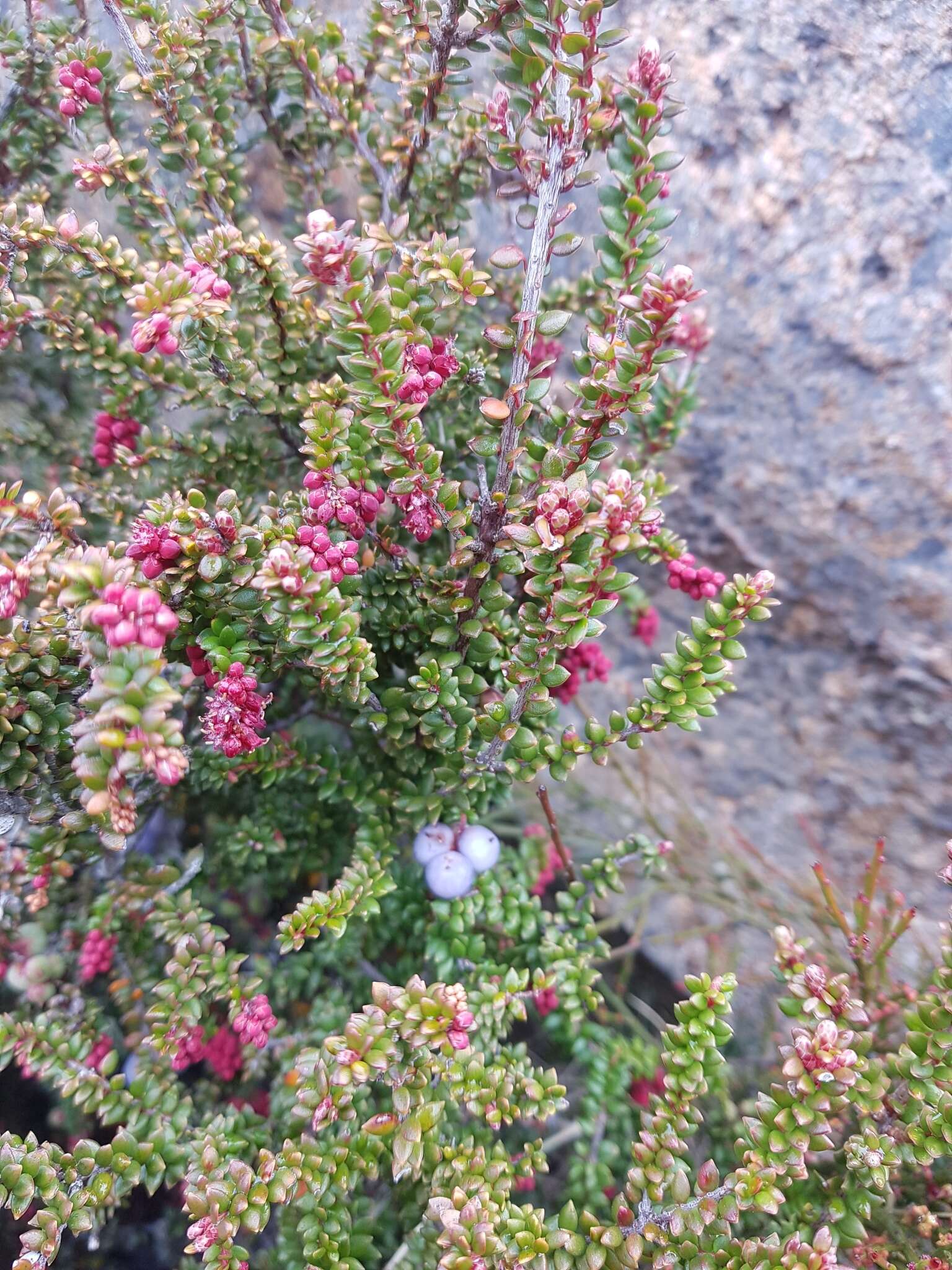 صورة Trochocarpa thymifolia (R. Br.) Sprengel