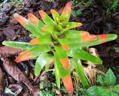 Image of Guzmania gloriosa (André) André ex Mez