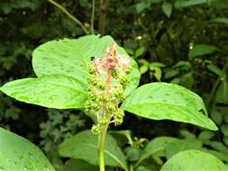 Image of Phytolacca acinosa Roxb.