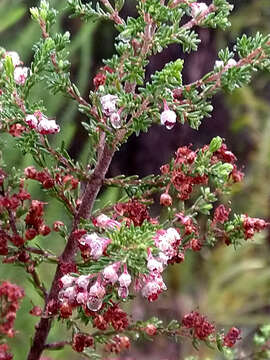 Image of Erica peltata Andr.