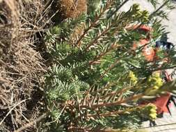 Image of Petrosedum montanum (Song. & Perr.) V. Grulich