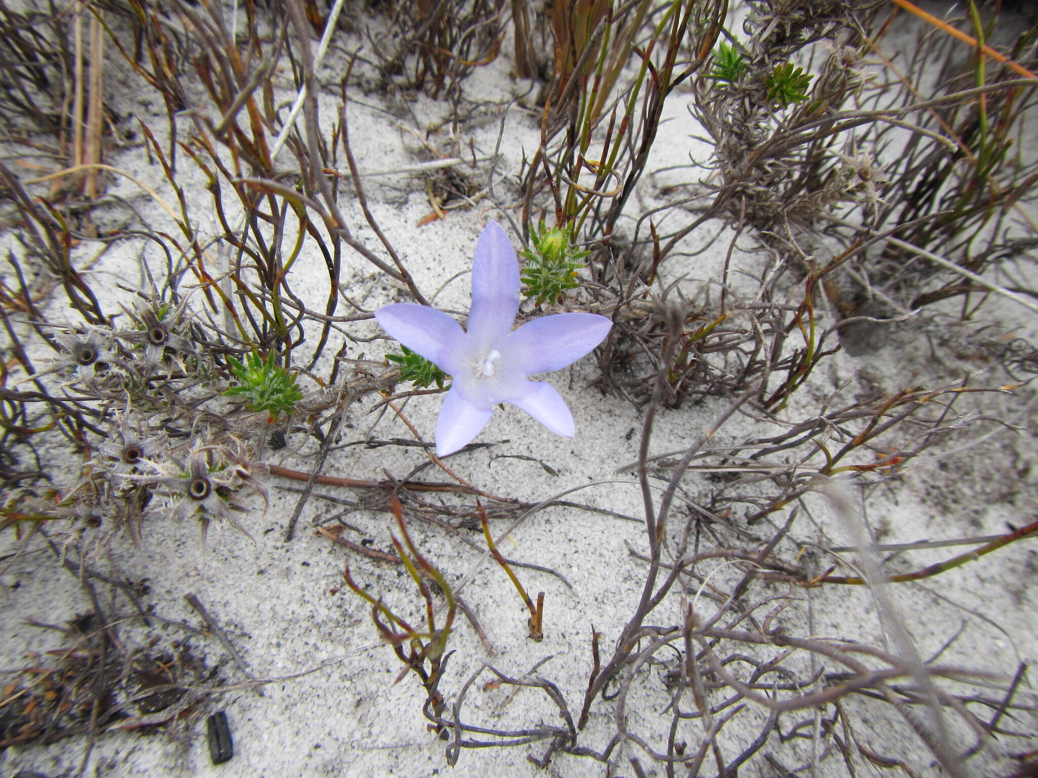 Image of Roella prostrata E. Mey. ex A. DC.