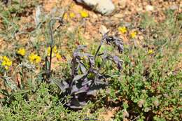 Image of Epipactis kleinii M. B. Crespo, M. R. Lowe & Piera