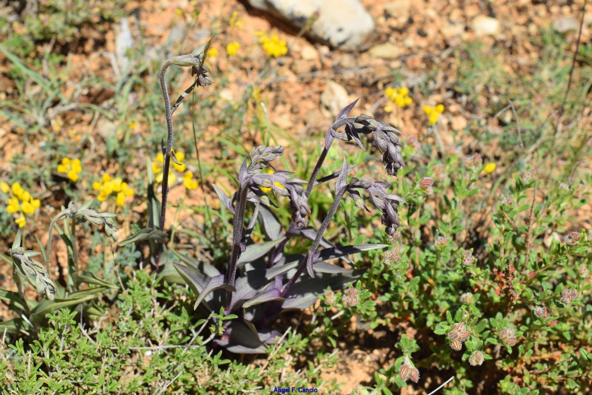 Imagem de Epipactis kleinii M. B. Crespo, M. R. Lowe & Piera